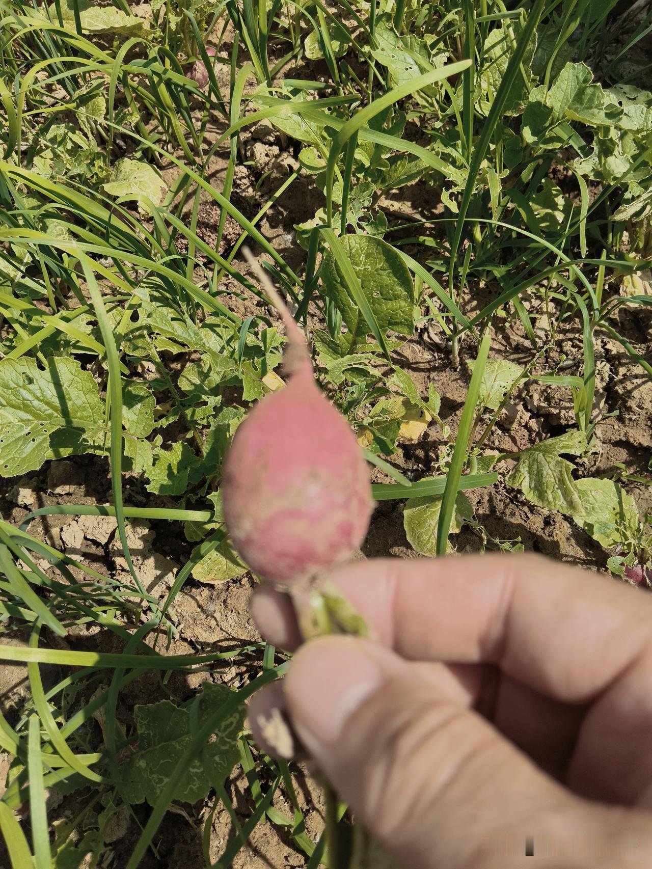 一道菜，从地里到桌上的全过程。昨天去朋友家玩儿，到地里拔小萝卜。拽着萝卜