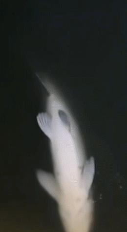 别被一条翻白肚的鱼骗进深水！它不动，你心动，下一步就是暗流。老辈人叫它引路鱼