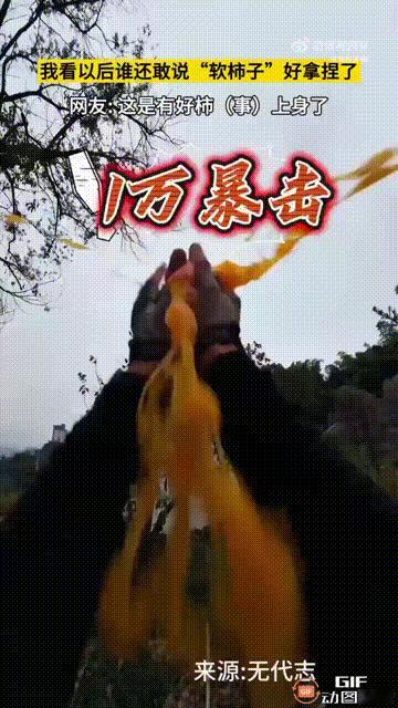 福建宁德几个男生结伴上山骑行，中途看见了一棵柿子树，于是一个同伴爬上树去摘，另一