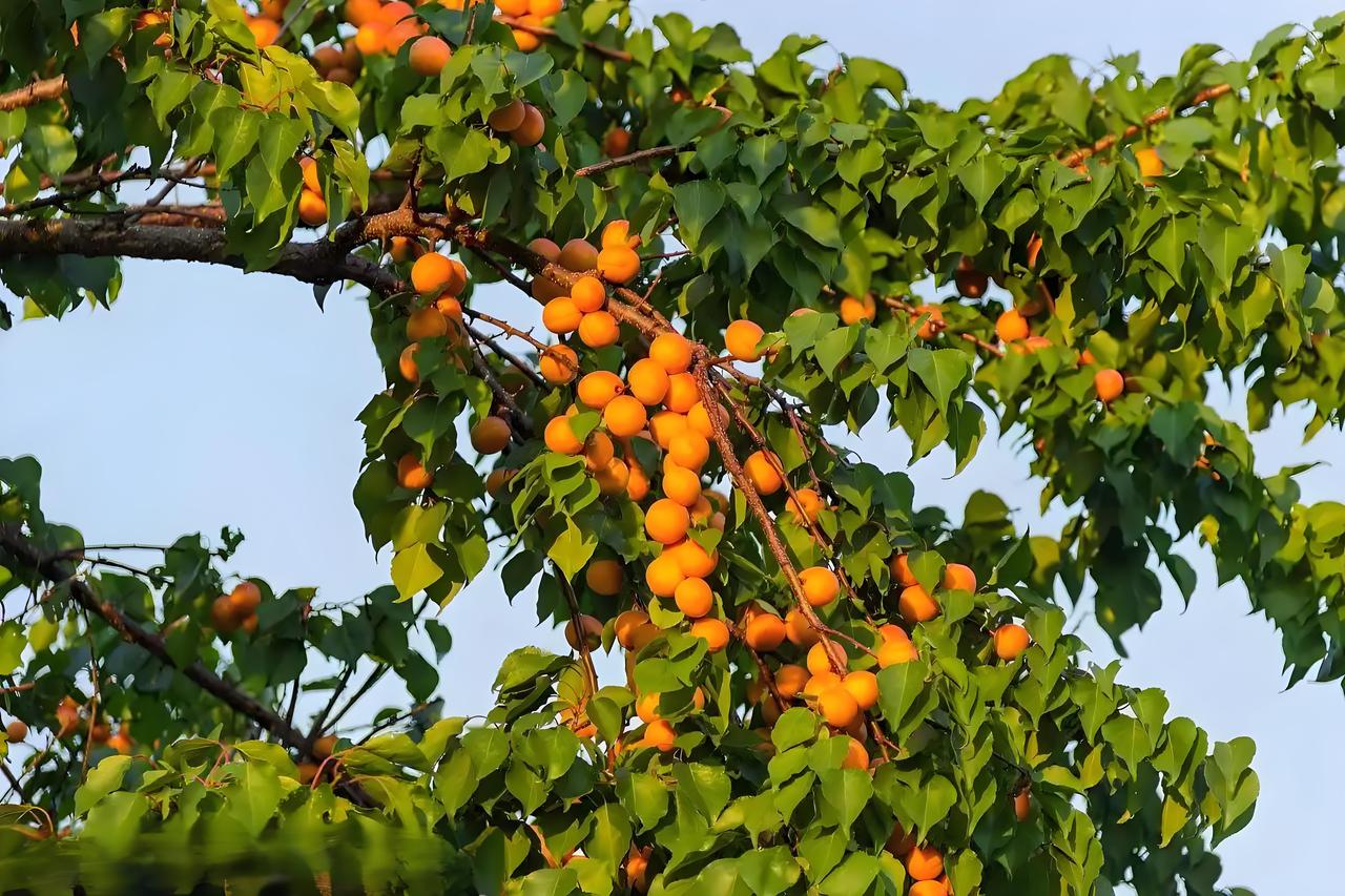 小小红杏圆又圆，专把路人嘴上馋，想要摘取没那胆，……请友续句……？[微风