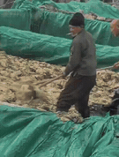 爱吃酸菜的友友怕是天要塌了!刚刷到的视频看完之后,我整个人都不好了。在辽宁兴