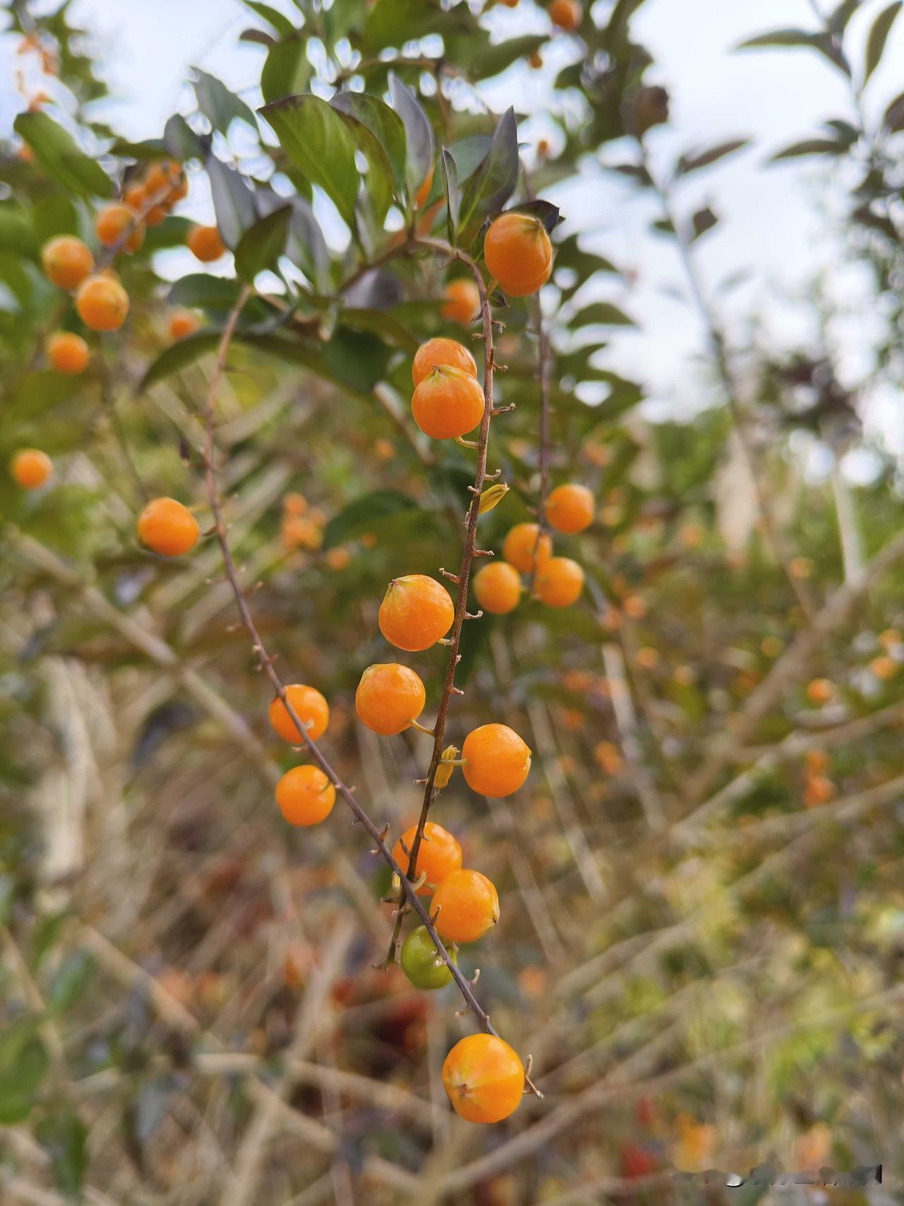 话说这种植物的果子有毒[？？？]
