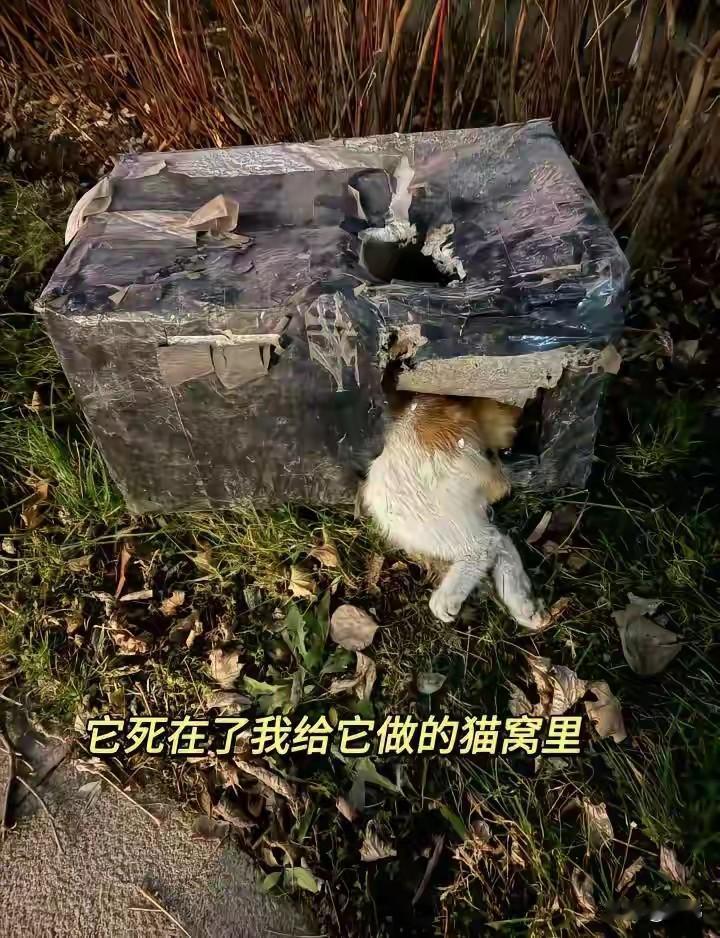 一位大哥平时经常投喂流浪猫流浪狗,还会给一些没有地方遮风避雨的狗狗猫猫,制作简易
