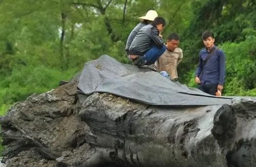 2013年，江西男子在河边意外发现天价宝贝，他耗巨资，出动三台挖掘机才将其挖出！