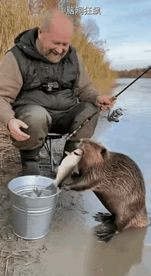 老外大爷天不亮就去湖边钓鱼，一直等到中午，钓上来八条鱼。正准备收竿时，一只河狸突