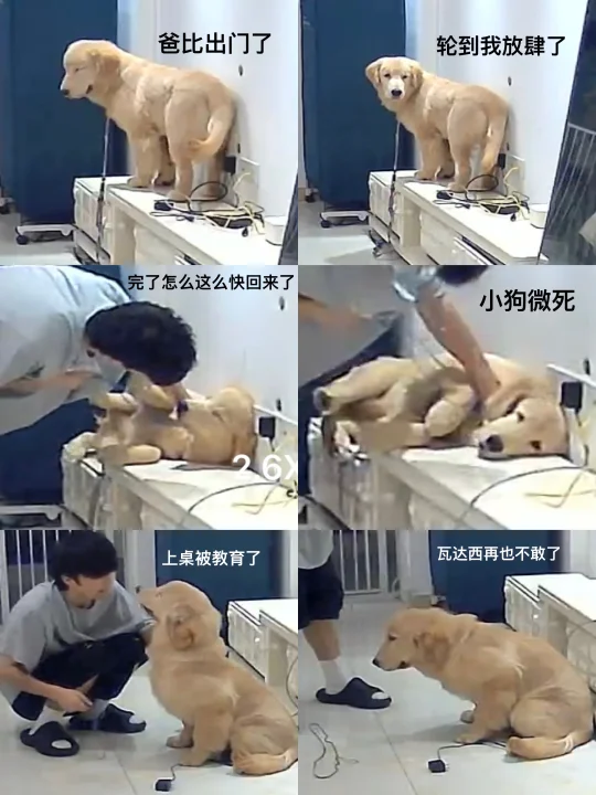 金毛：你个狗崽子