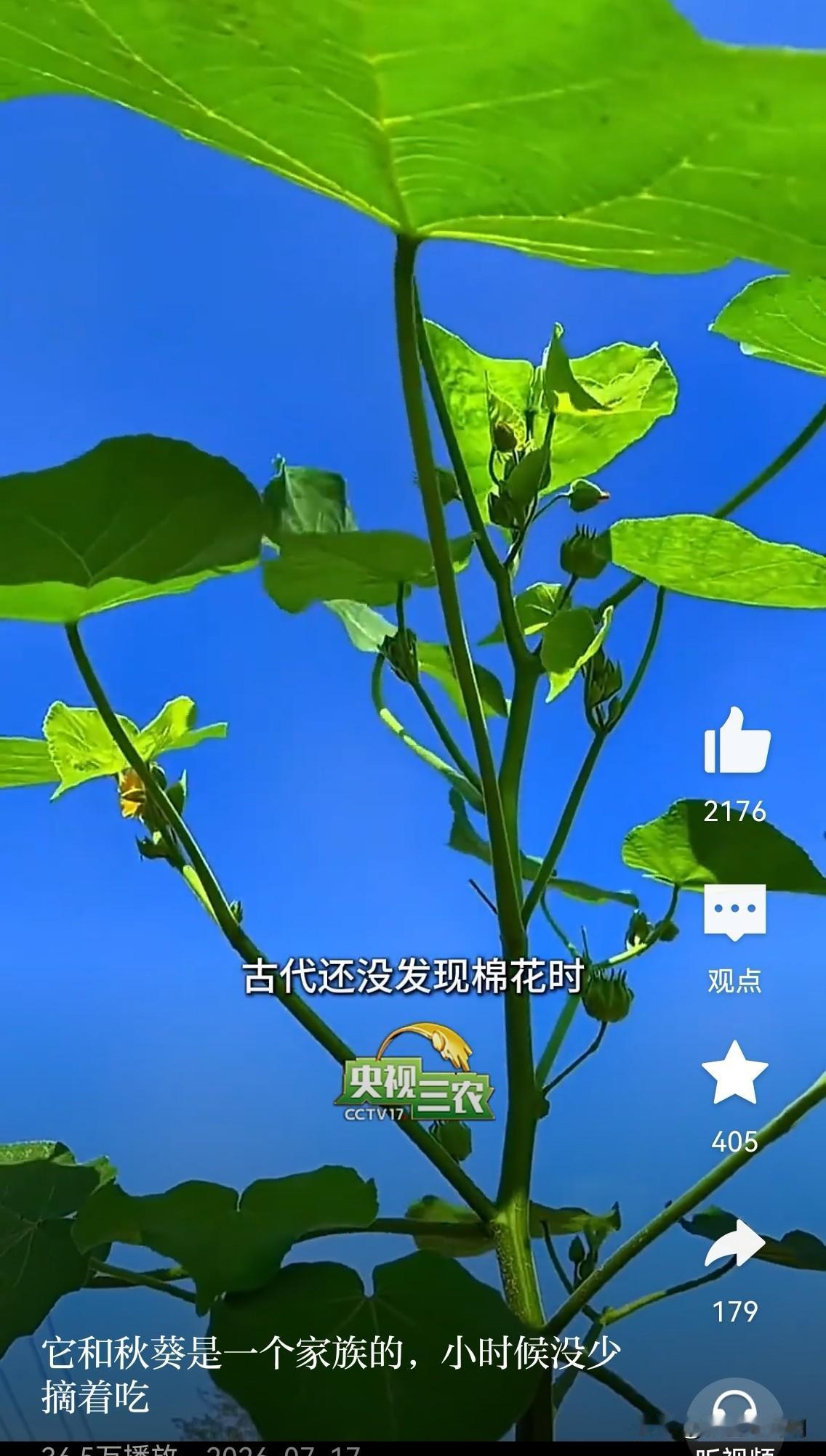 你的身边还见过它的身影吗有段视频介绍的一种植物看着非常亲切，小时候田间地头经常