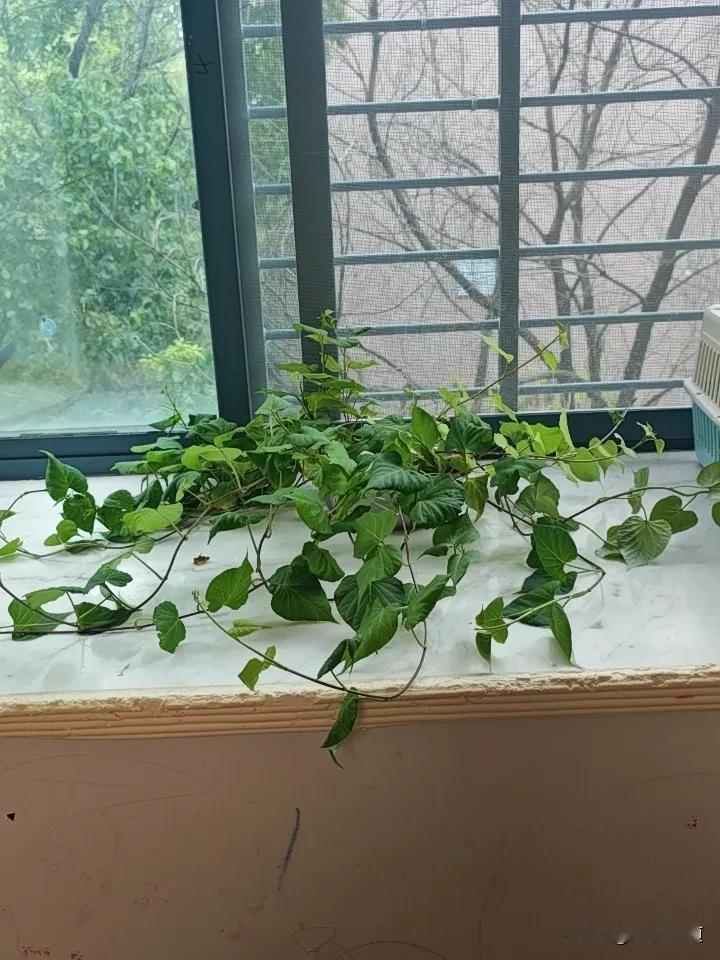 如果你不知道家里养什么花草，或者说你养的花草一直死，那你就用几颗红薯泡在盆里加满