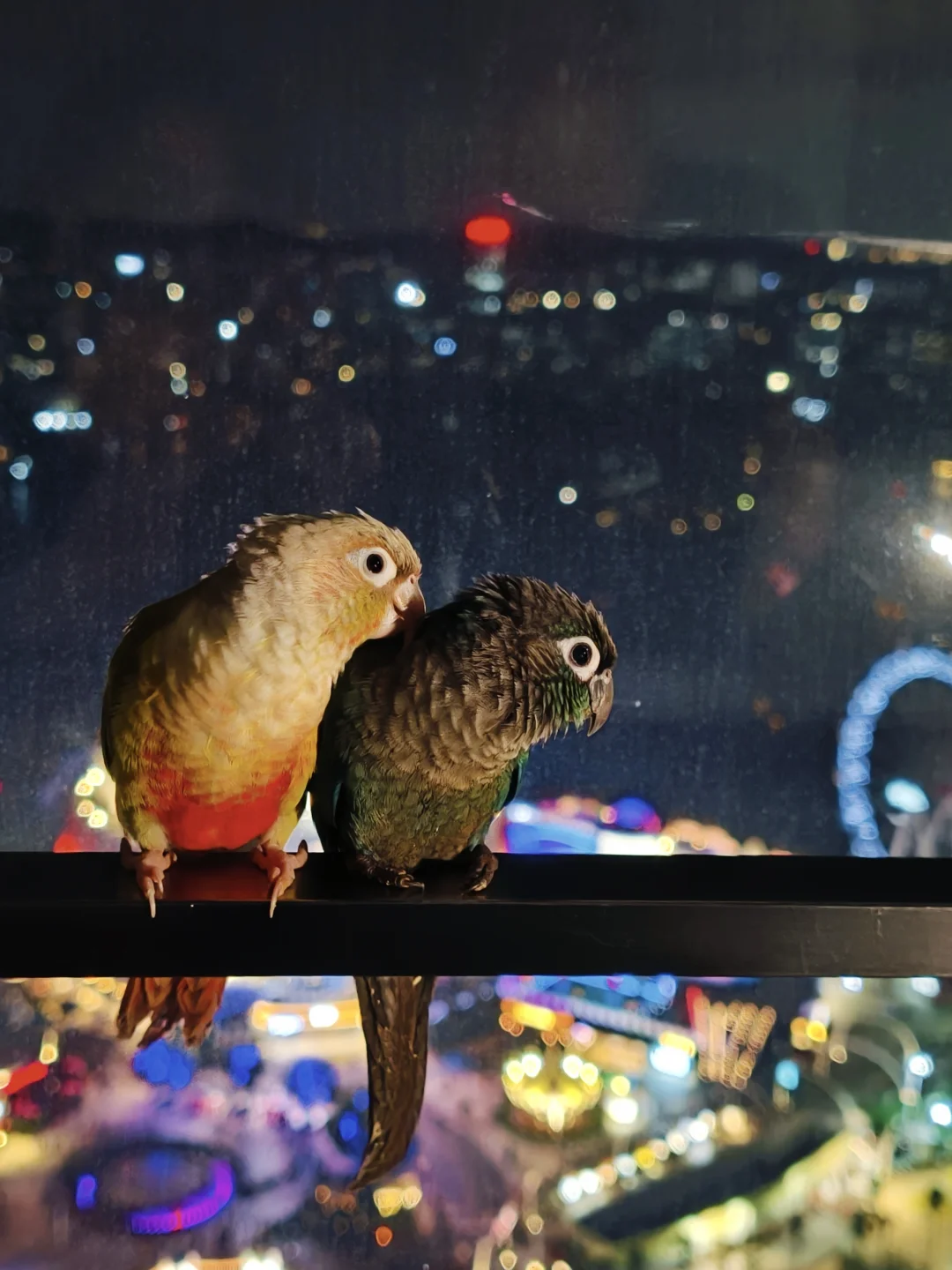 两只显眼包