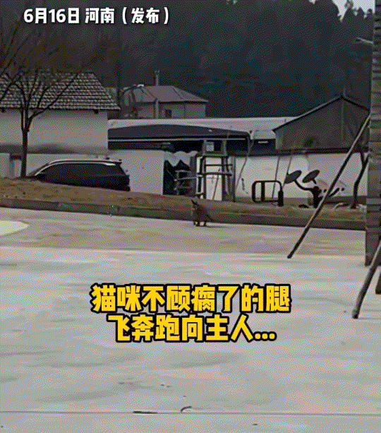 河南，一女子发视频分享，家中养了两年多的腿脚残疾猫咪，因最近掉毛多被家里人偷偷放