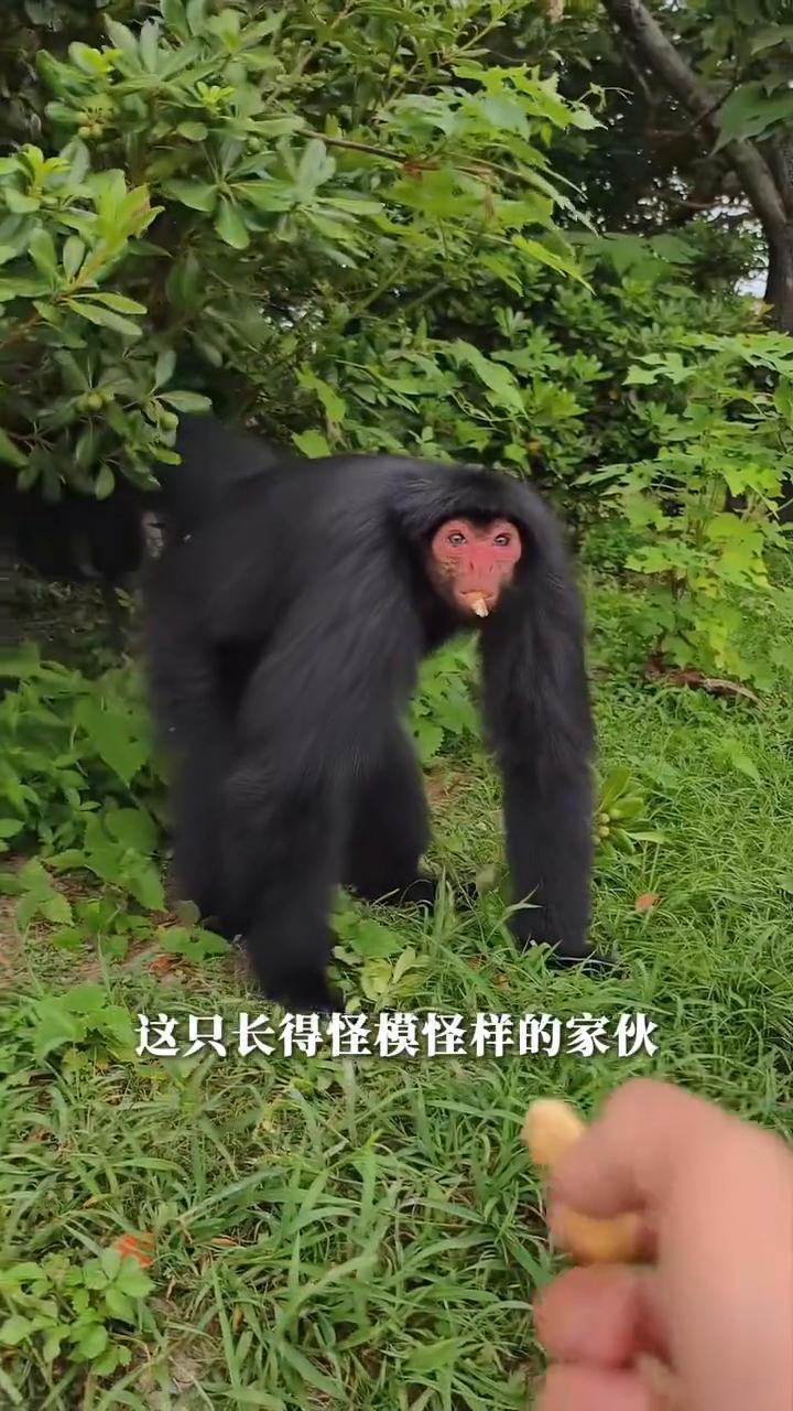 大家注意看，这只长得怪模怪样的家伙其实是一只猴子，名叫蜘蛛猴。爬起来像只大蜘蛛，