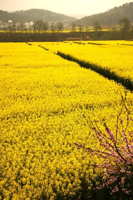 家乡的风光，犹如一幅四季更迭的绝美画卷。春天，油菜花田追着火车跑，金黄蔓延至铁轨