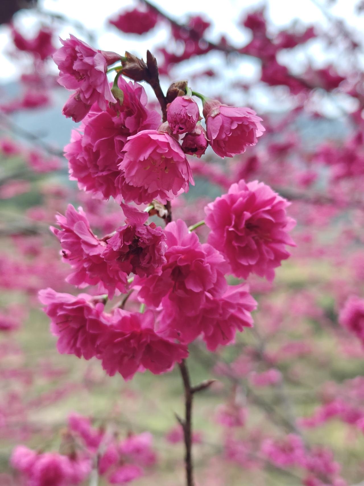 有不识字的愚昧也有识字的无知