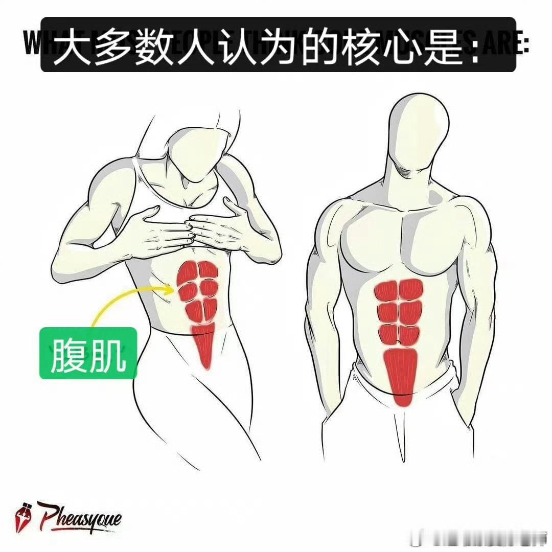 腰痛核心这个词，你们一定不陌生，我也经常建议大家练核心，但是，基础概念还得多强