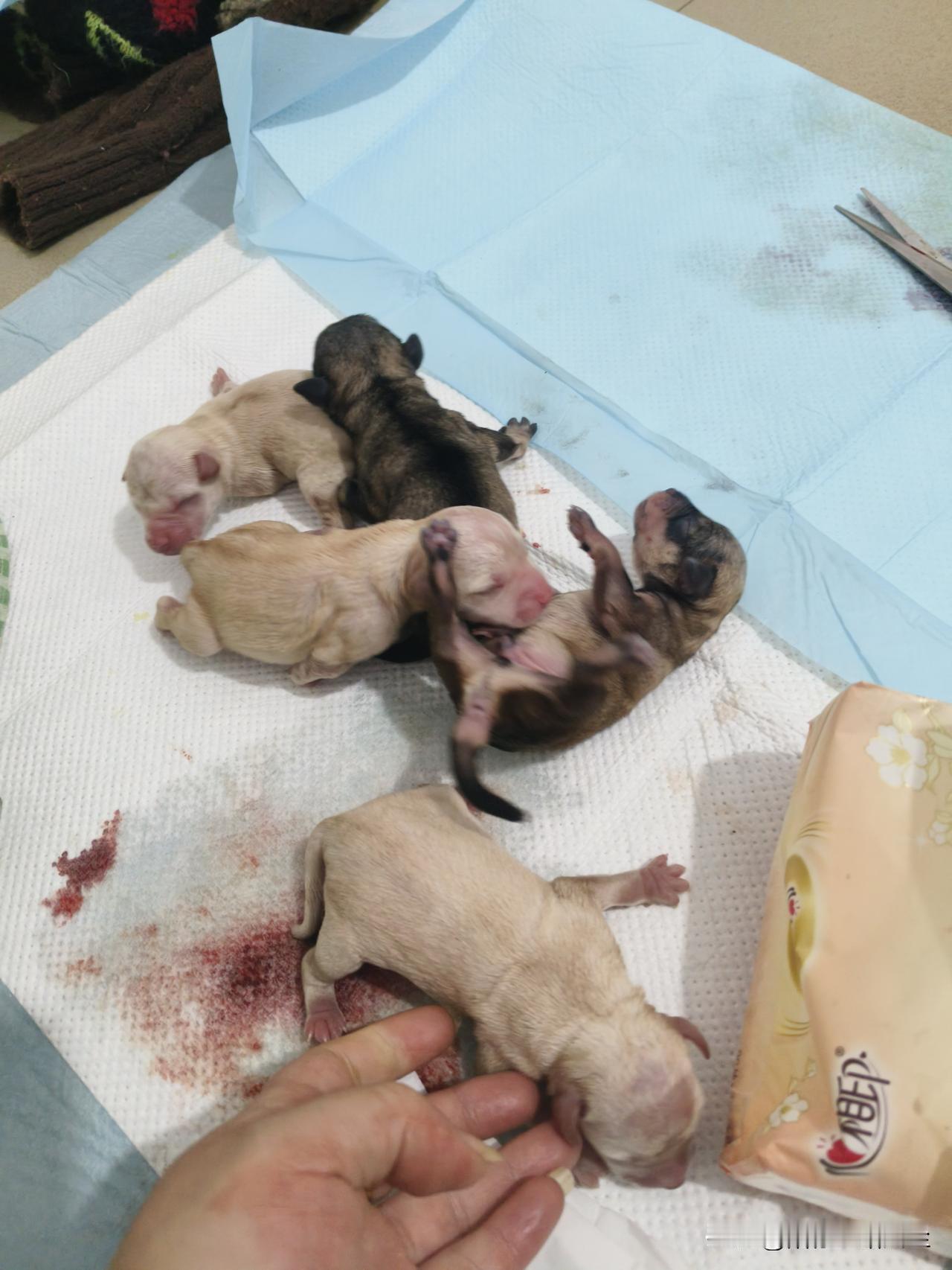 “下了，下了”！狗狗凌晨5点多开始下了，一共下了两个多小时，收获5个小宝宝。