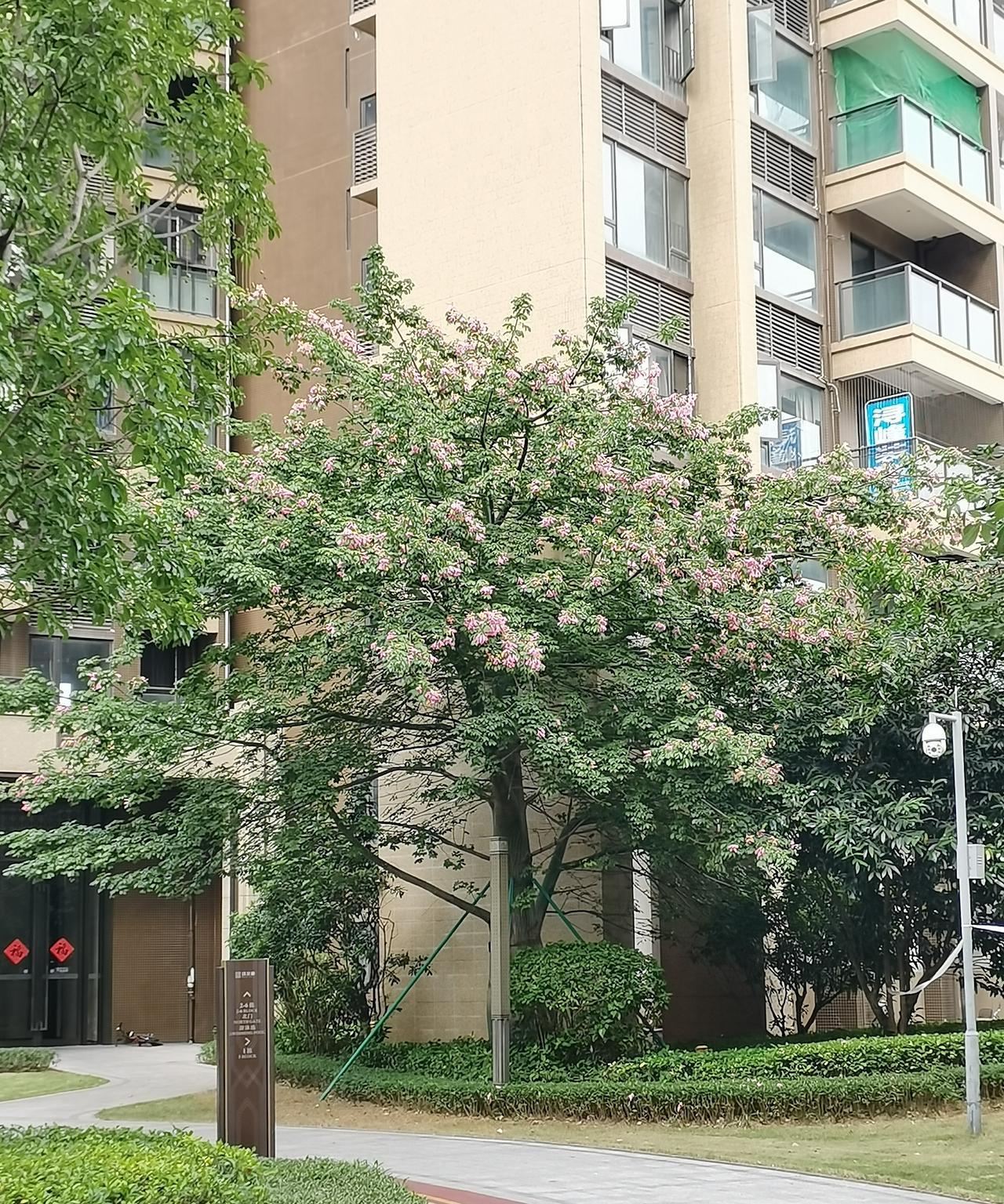 妹妹催她女儿早点谈朋友，早点结婚。妹妹的女儿问她，妈妈你这一生幸福吗？妹妹想都没