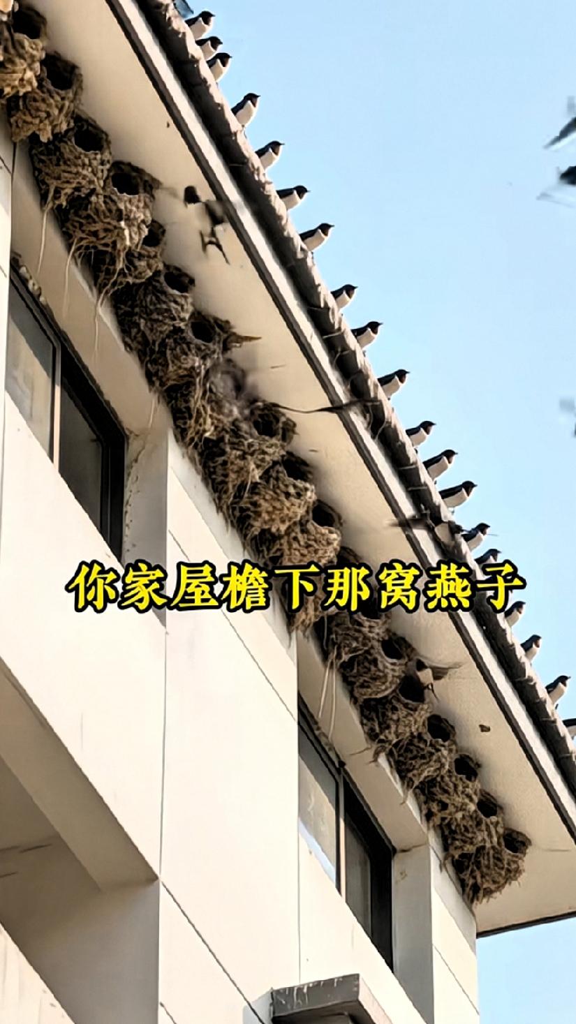 你们家房檐下，有没有住过燕子？燕子是益鸟，是人类的朋友。几千年来，全中国的老