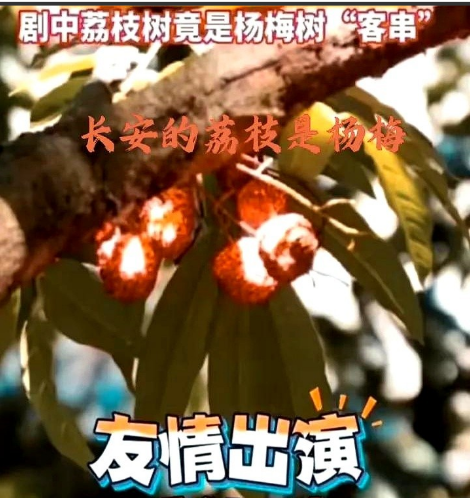 越来越多《长安的荔枝》的铁杆观众们，开始倒戈反水了，收视率五连降，11日晚跌破1