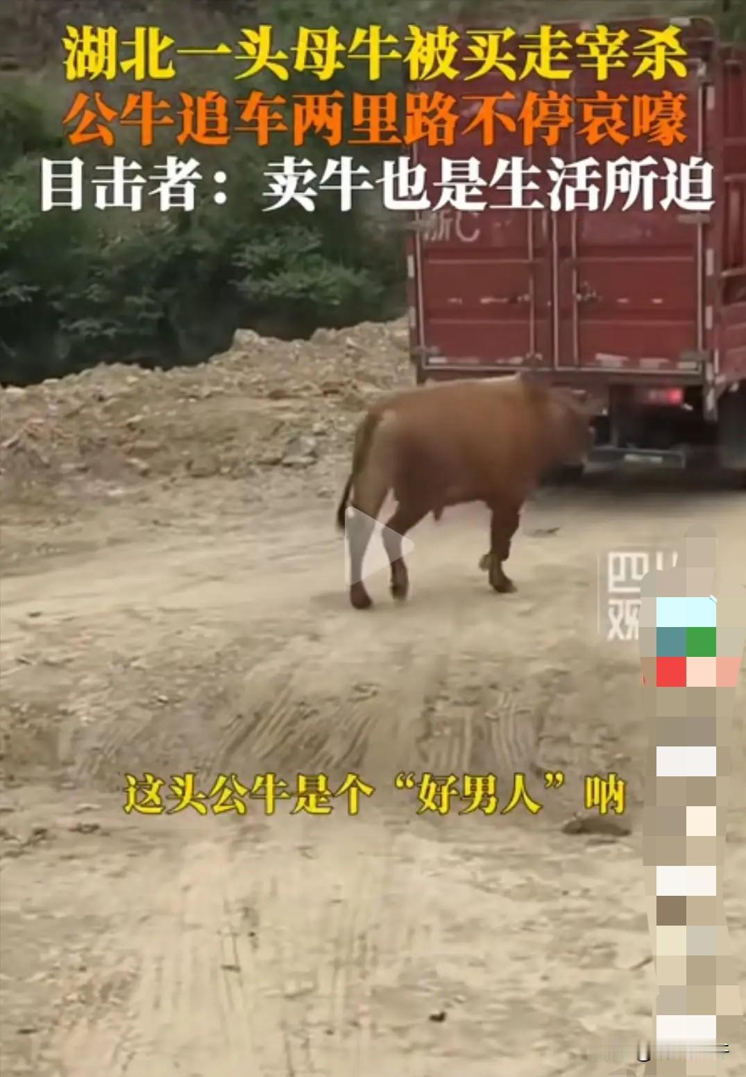 破防了！5月8日湖北丹江口，母牛被买家拉去宰杀，朝夕相伴的公牛当场失控，一路狂追