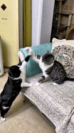 谁懂啊！一起长大的两只猫，硬是把家打成了江湖🔥网友吐槽：家里两只猫，从奶