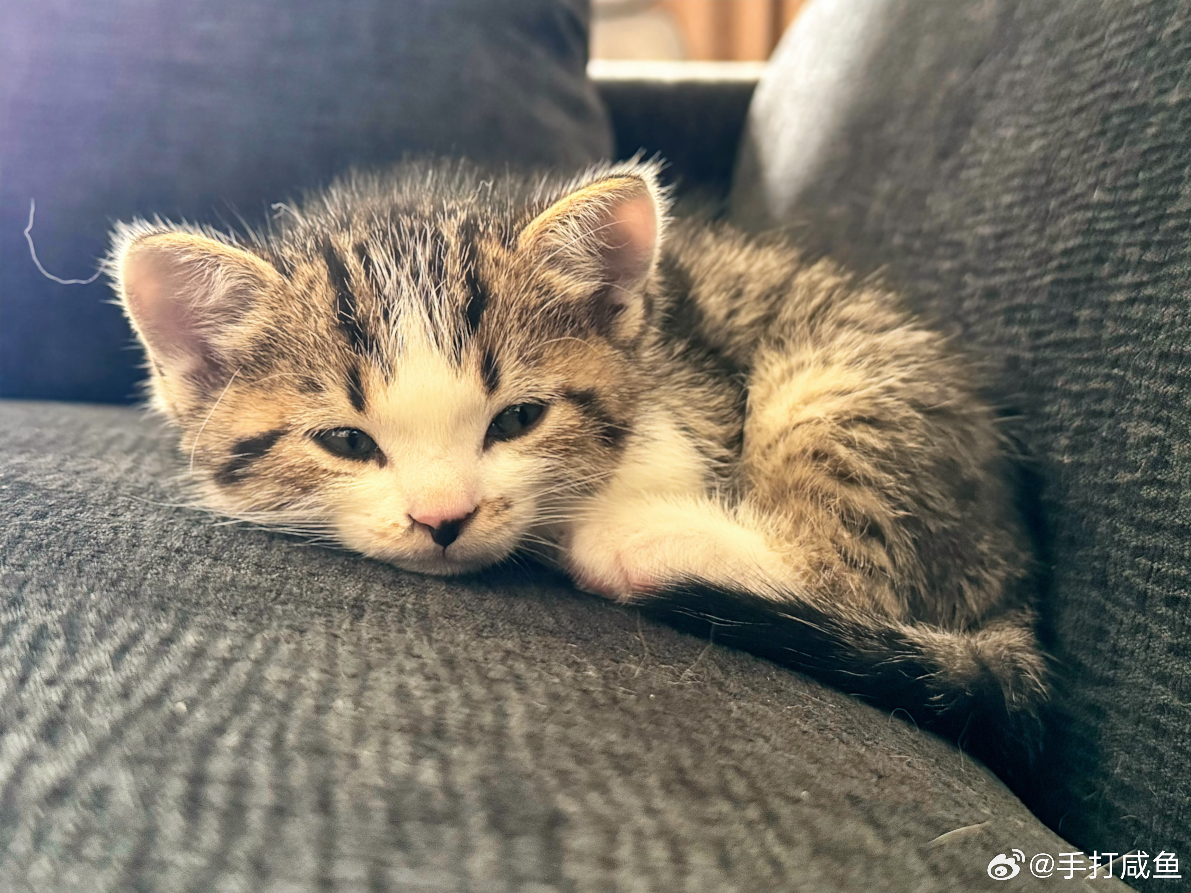 老五老五，老虎老虎今日份的快乐，是沙发上的小奶猫给的软乎乎的一小团蜷在角落打盹，