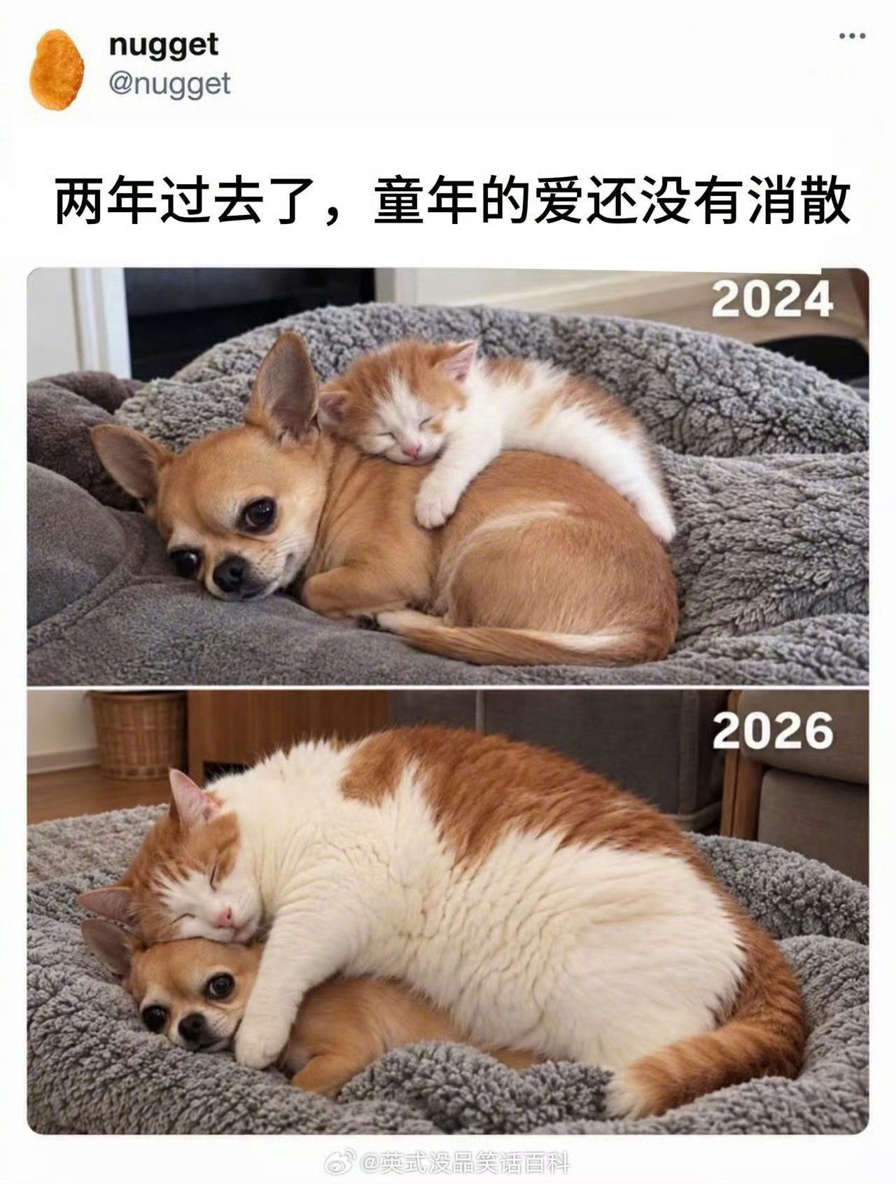 狗子：猫咪长大了[哭哭]​​​