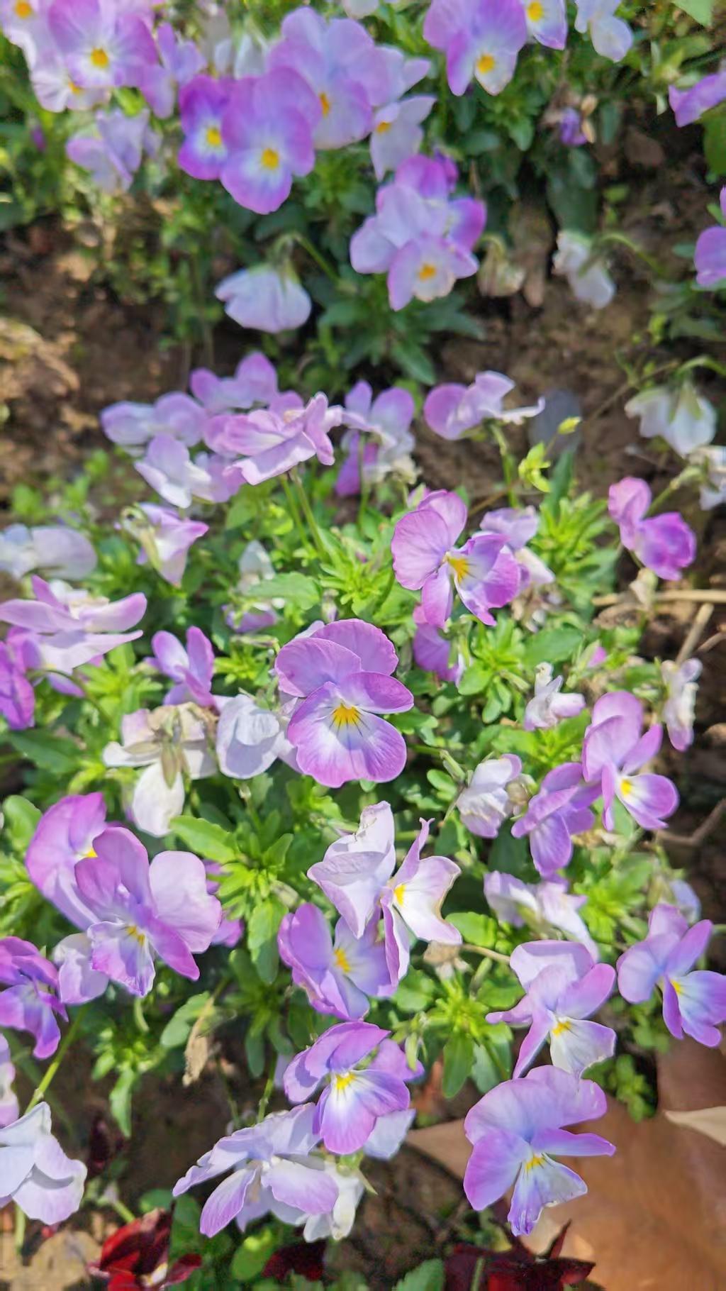 其实武汉春日赏花地可多了。樱花是顶流，东湖樱花园规模大，是世界级樱园；武大樱花大