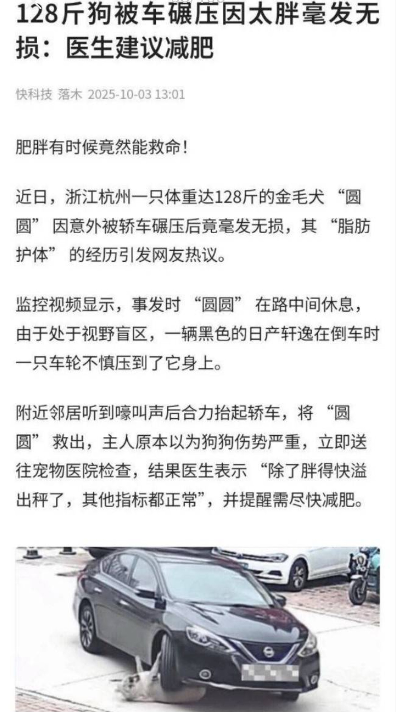 好壮硕的的狗儿