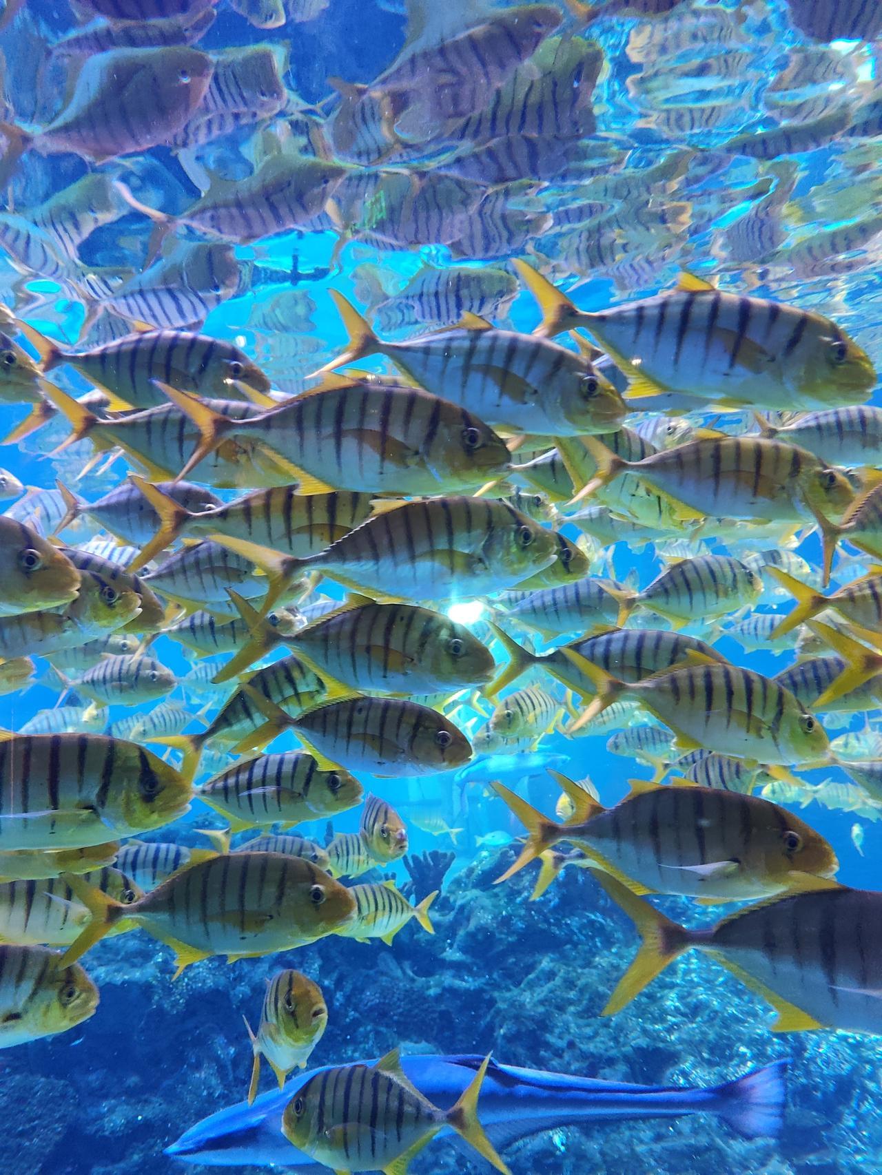 牛磺酸真能缩小动脉斑块？62岁赵阿姨自己试了试还真管用，现在血管状态像年轻了10