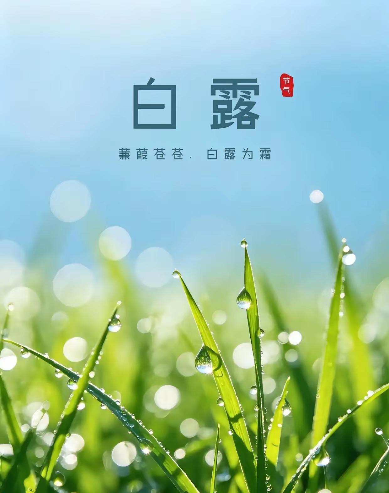 白露过后，山东一夜入秋，前几天还是三十度高温，今天气温降到只有不到二十度了。