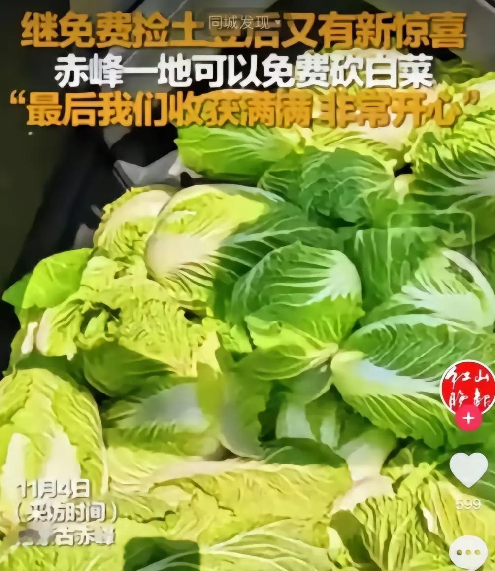 赤峰200亩白菜遭哄抢这事，最先说白菜免费的造谣者造固然可恨，但要说最该