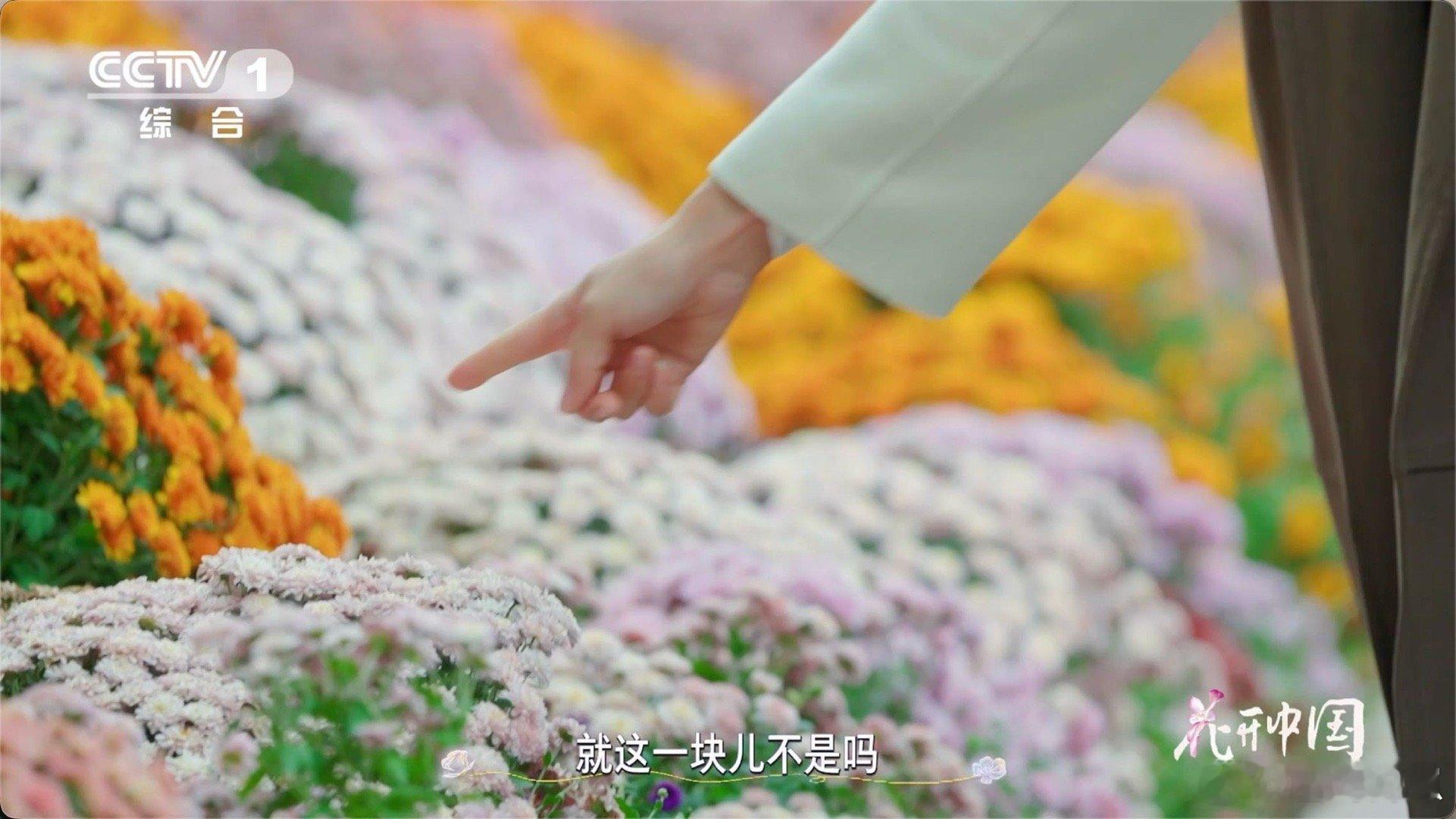 以为一朵花其实是一大家子菊菊花每一片花瓣都是一朵小花植物界的“集体智慧”被菊花