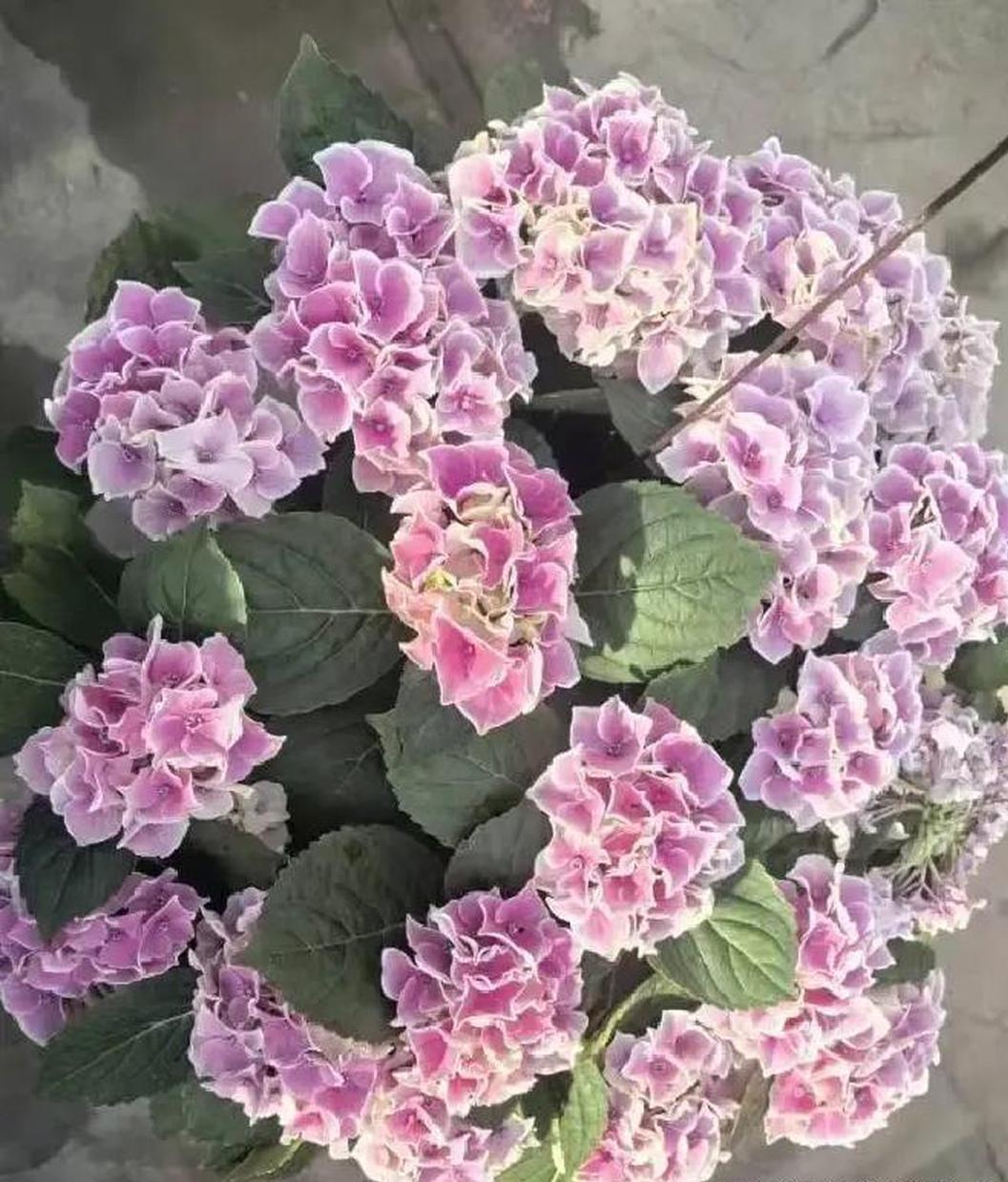 堂弟45了，还是个单身，过年走亲戚，亲戚见他一个人过，就给他介绍了对象，女方42