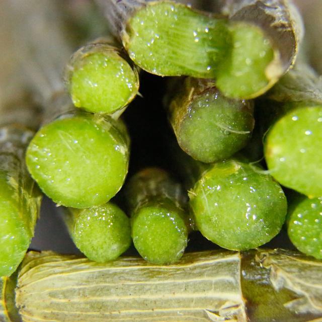 天然的“雌激素”食物, 女人经常吃, 给卵巢“大扫除”, 美容又养颜