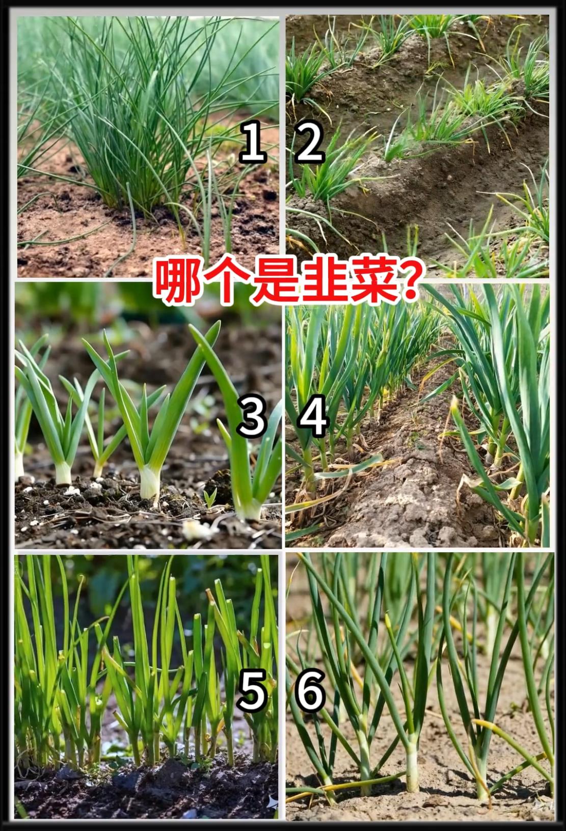 经常提到韭菜，但我估计很少有人见过韭菜长什么样。下面六种植物，你能认出哪个是韭菜