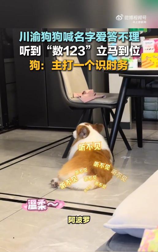 “真成精了！”近日，重庆，一女子在家用普通话喊狗的名字，狗狗听到后一直爱搭不理，