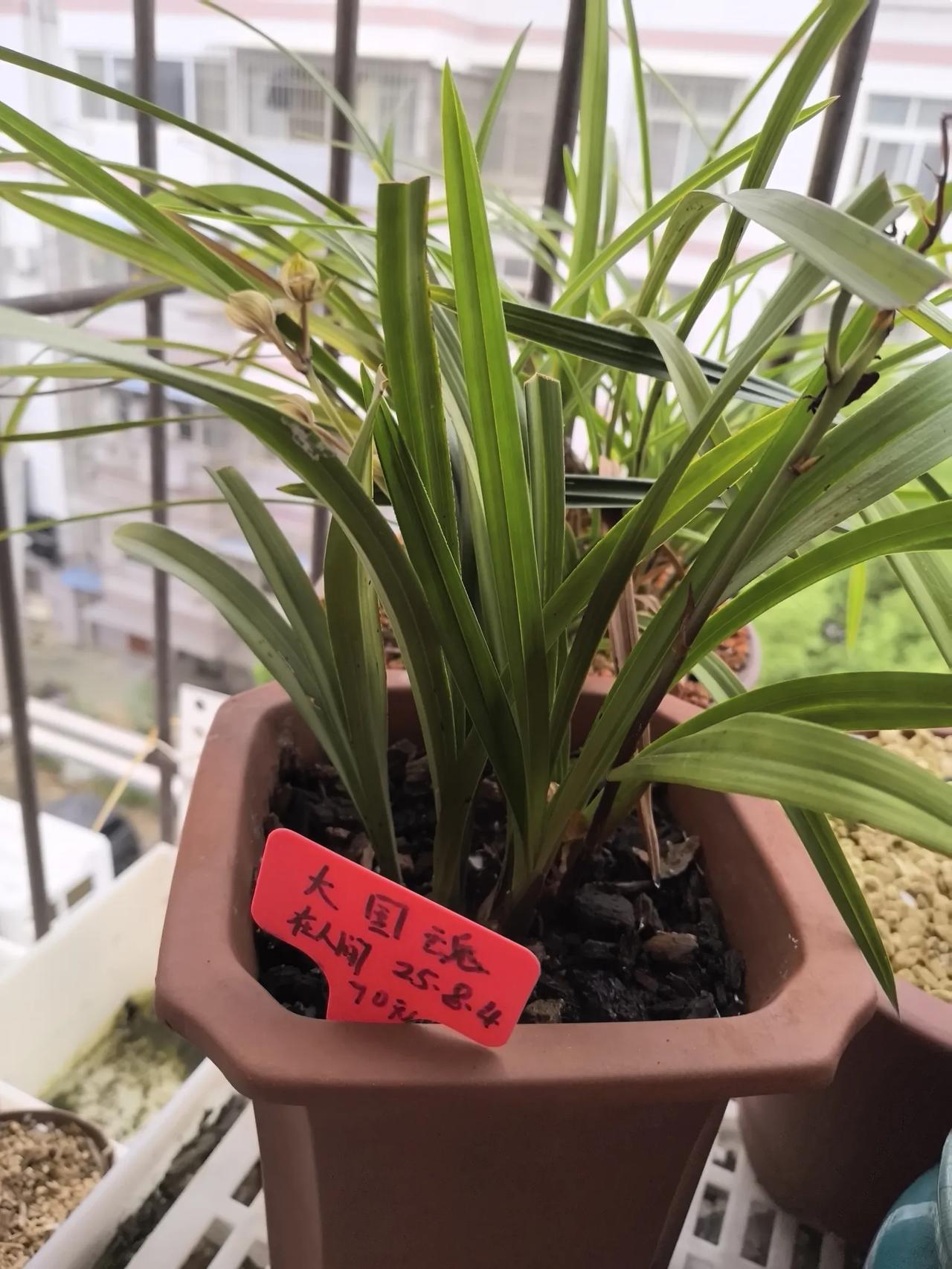 避坑！兰花直播间选购经验喜欢养兰花的朋友一定要引以为戒！我曾经贪图便宜，70元