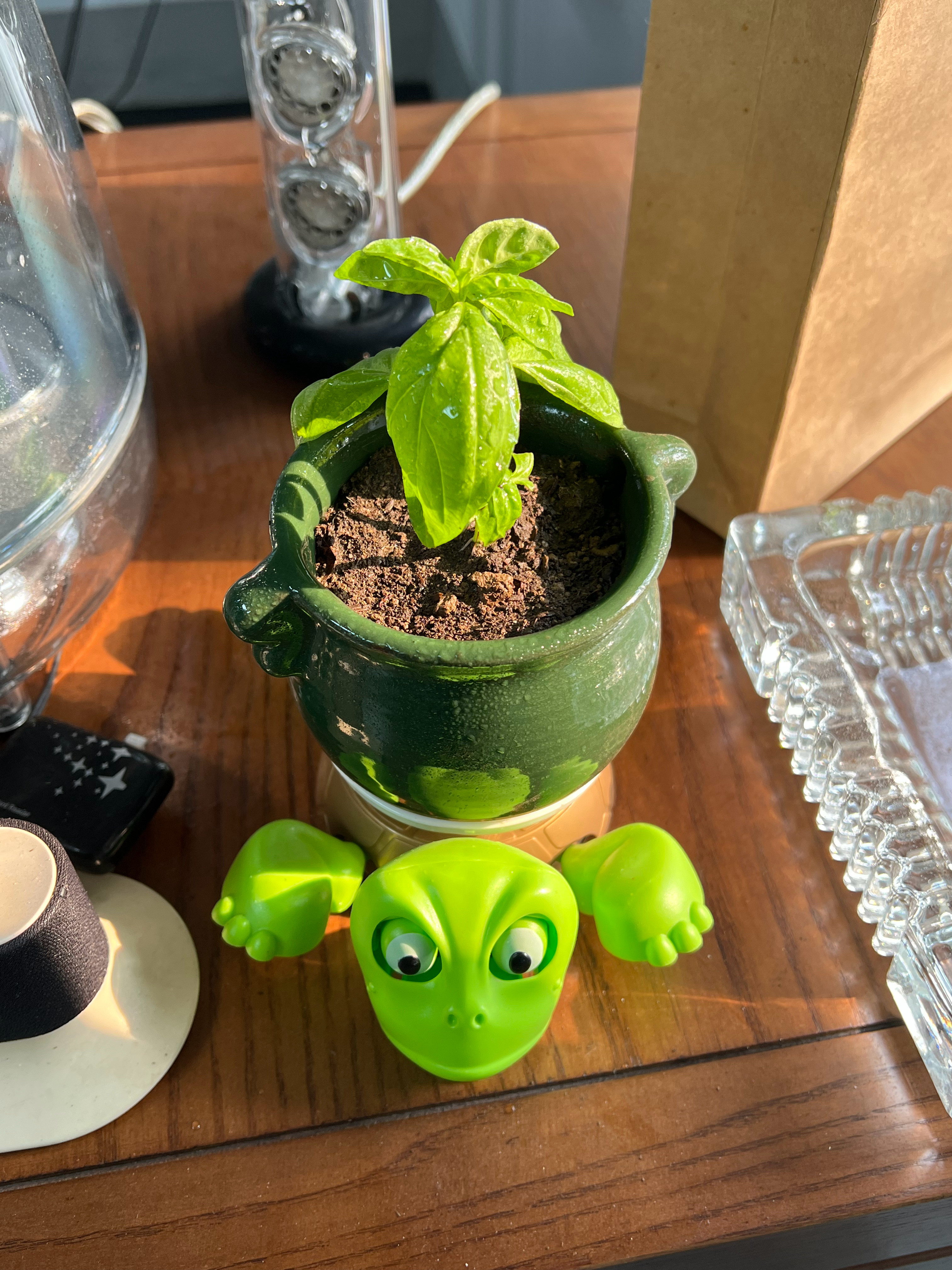 昨天转盆的，看样子应该是活了​​​