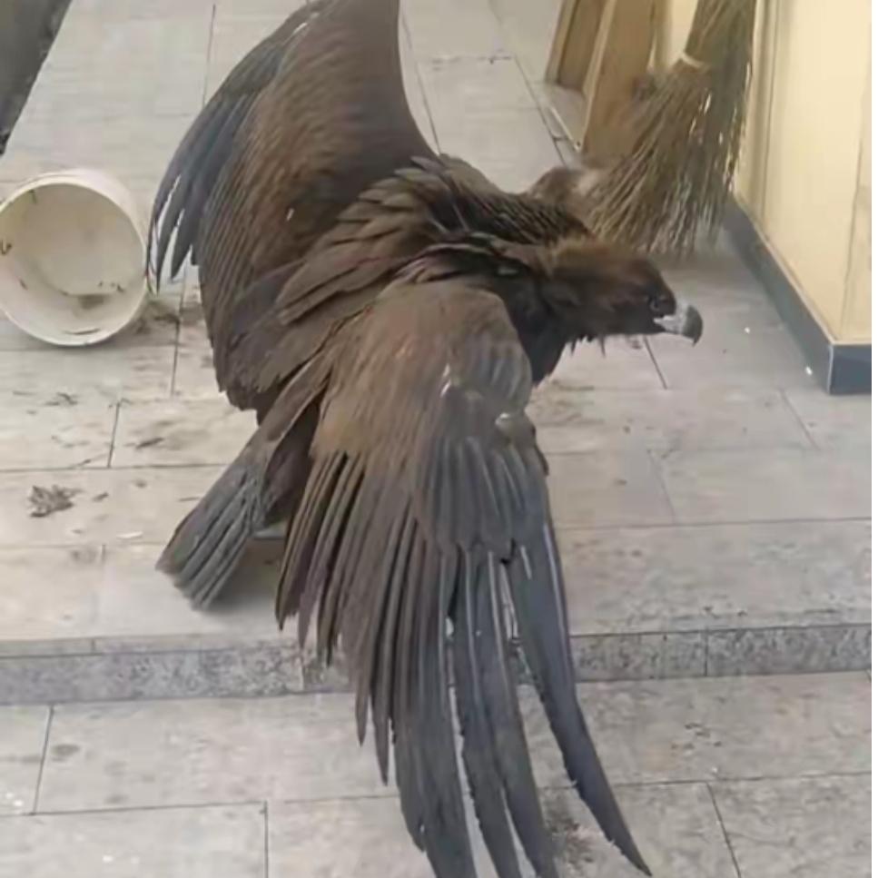 太罕见了！湖北恩施，有一男子家里，飞进来好大一只勾嘴野生怪鸟！当时男子正在客厅