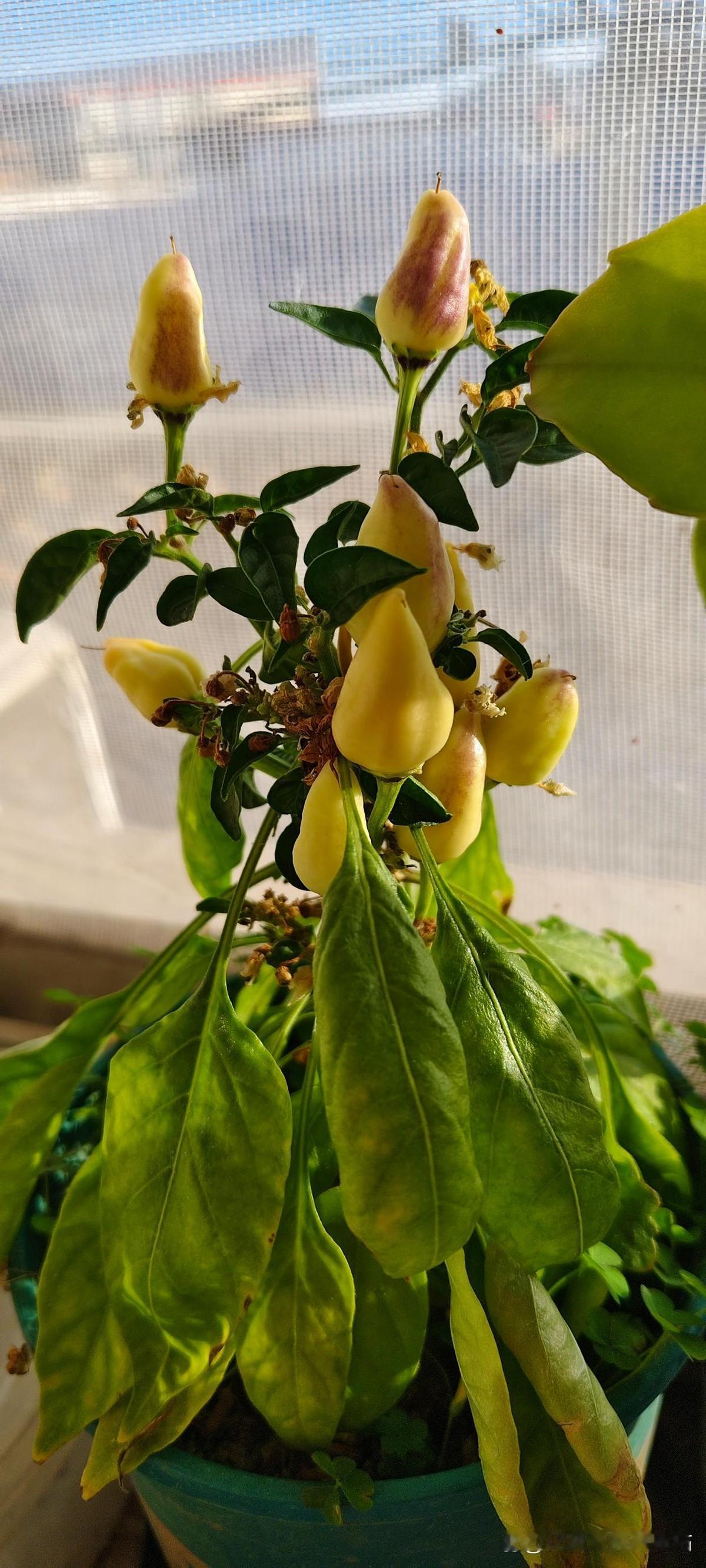 21岁的外甥女月入八千。大学毕业的外甥在北京，房租有时还得靠家里。外甥女初