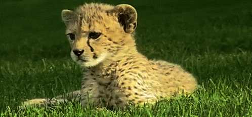 每天一条冷知识猎豹是猫科里的异类，它们不能吼叫，只能发出类似鸟叫的唧唧声。爪子