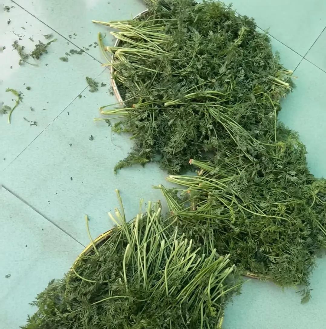明明就是香菜我妈非说这不是香菜？晕了我