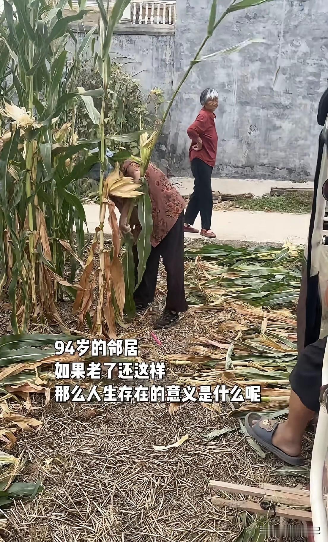 94岁，还在掰玉米。说实话，看到这画面，我心里咯噔一下。有人问：老了还这