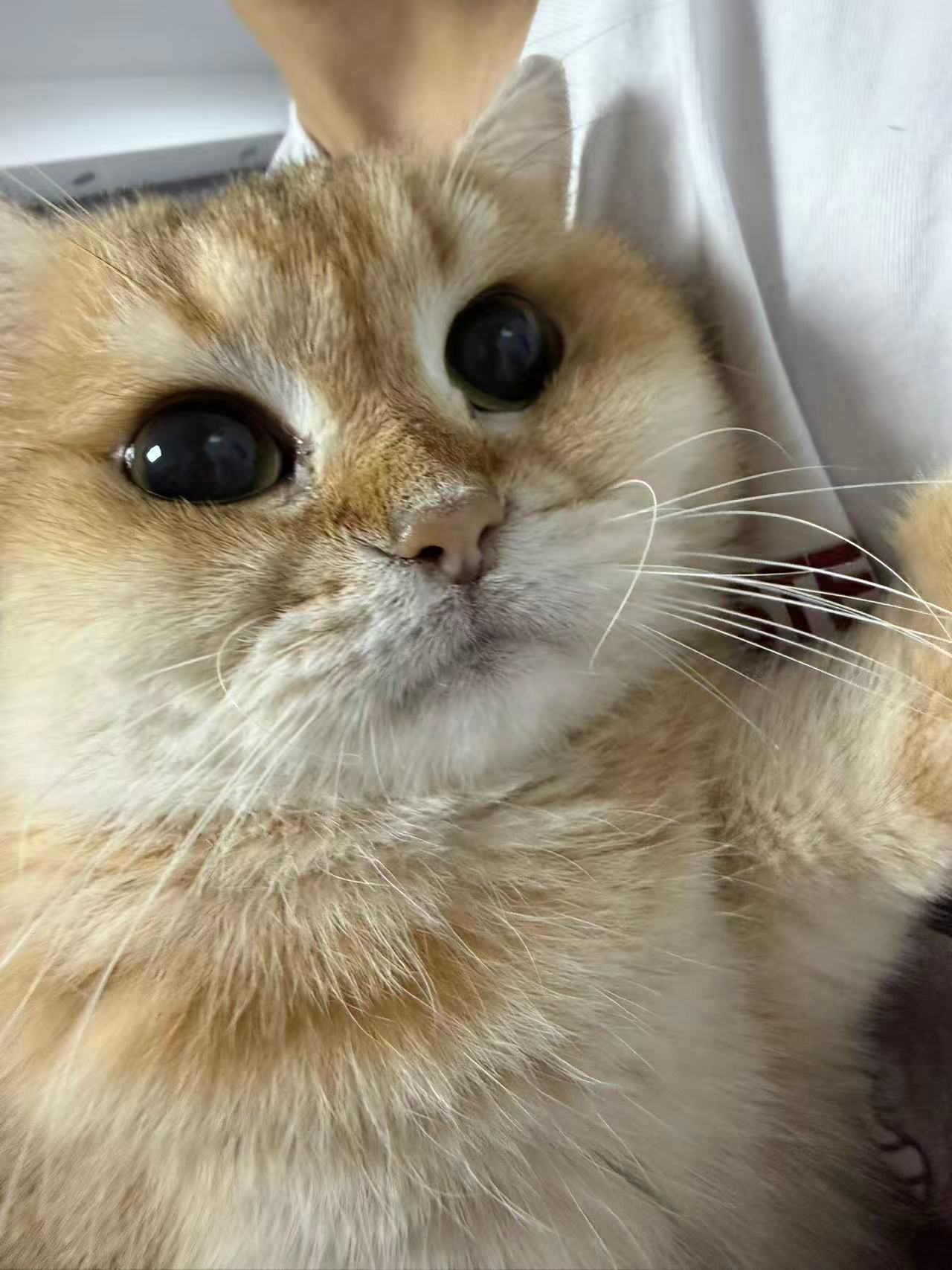 猫宁！早上6点就睡醒了，不小心又睡了个回笼觉，然后就做噩梦梦到猫丢了，到处找又急