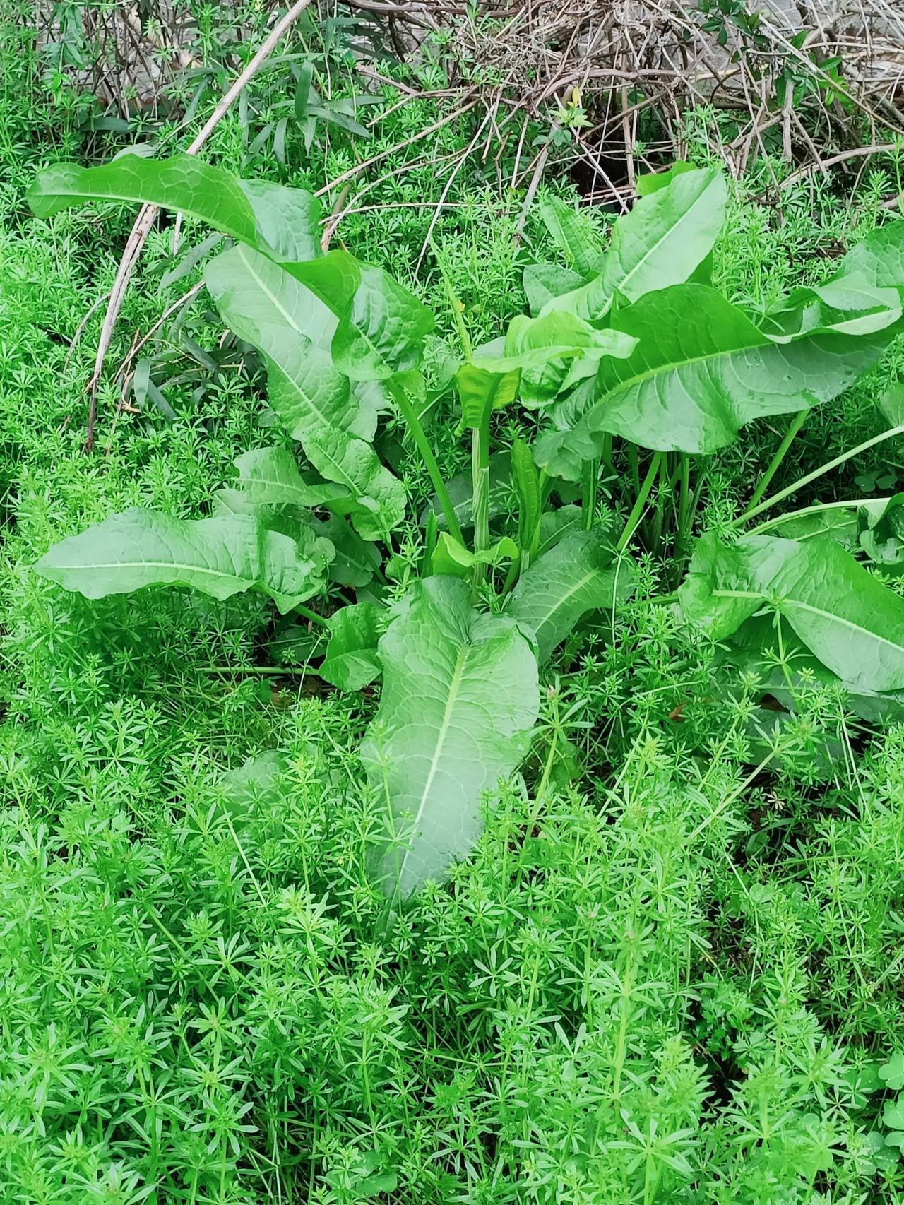 外出随手拍，谁能认出这野菜叫什么？能吃吗？