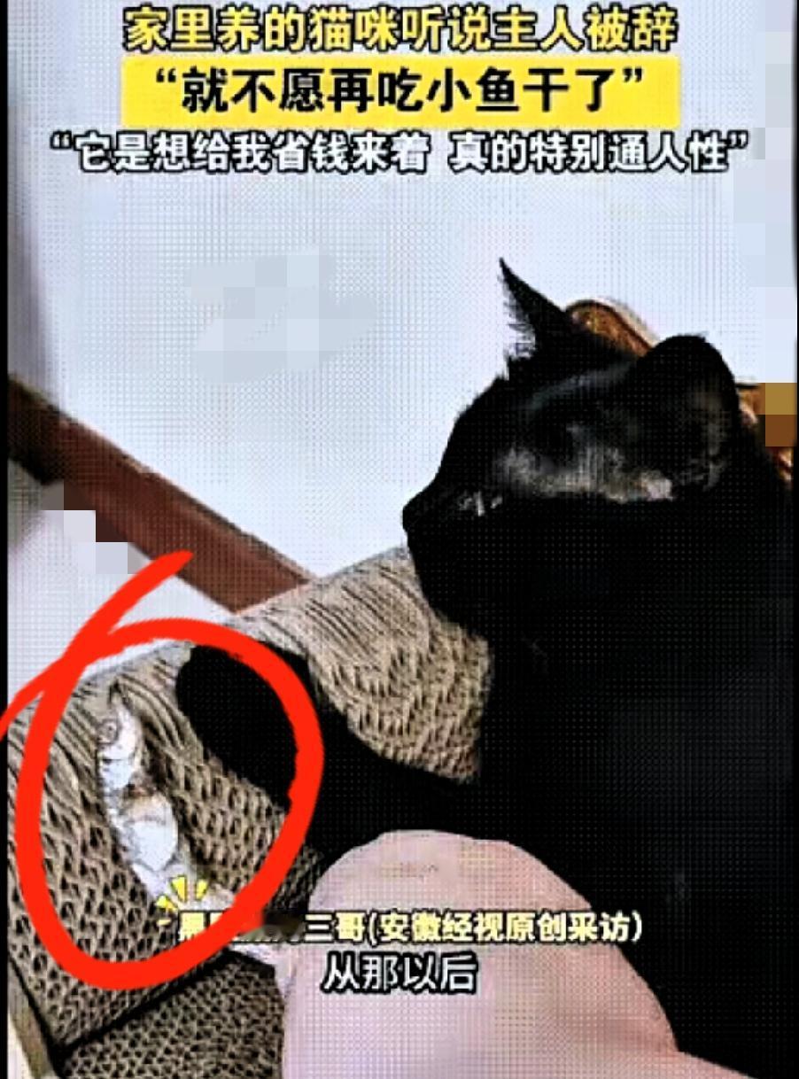 总有人说“人是唯一有共情能力的生物”，直到看到河北燕郊这只小猫的故事，我才发现：