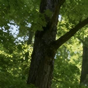 1300山有顶峰，湖有彼岸，人生漫漫长路中万物皆有回甘，或许此刻你正经历挫折与