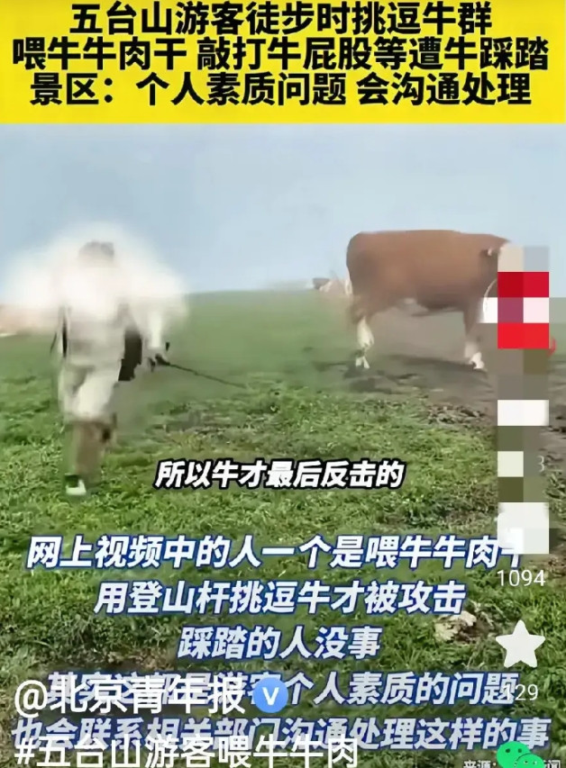 五台山的几头牛把几头游客揍了一顿，估计揍出了内伤。牛群在山坡上自由地吃草，对于