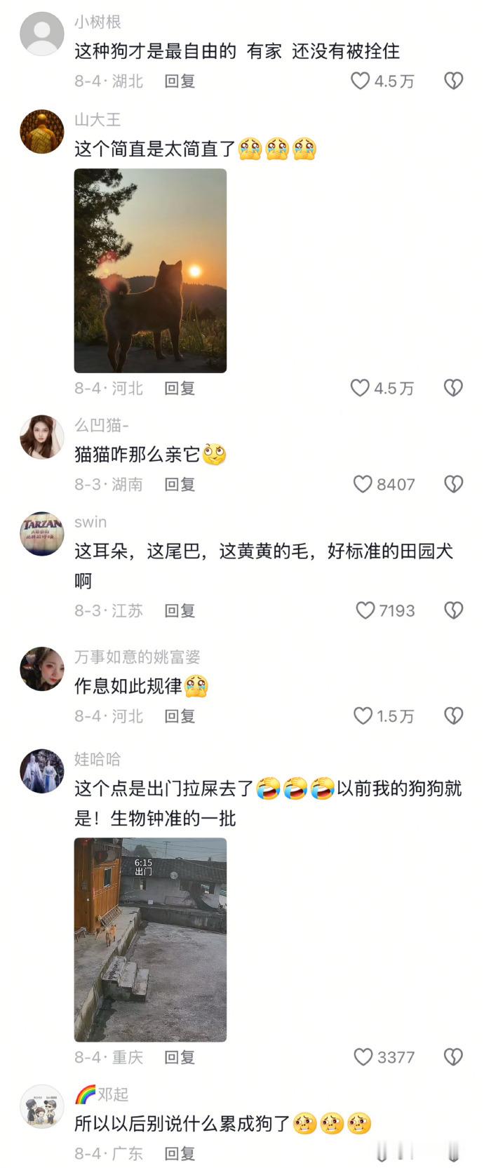 狗子的作息竟然如此规律[跪了]​​​​
