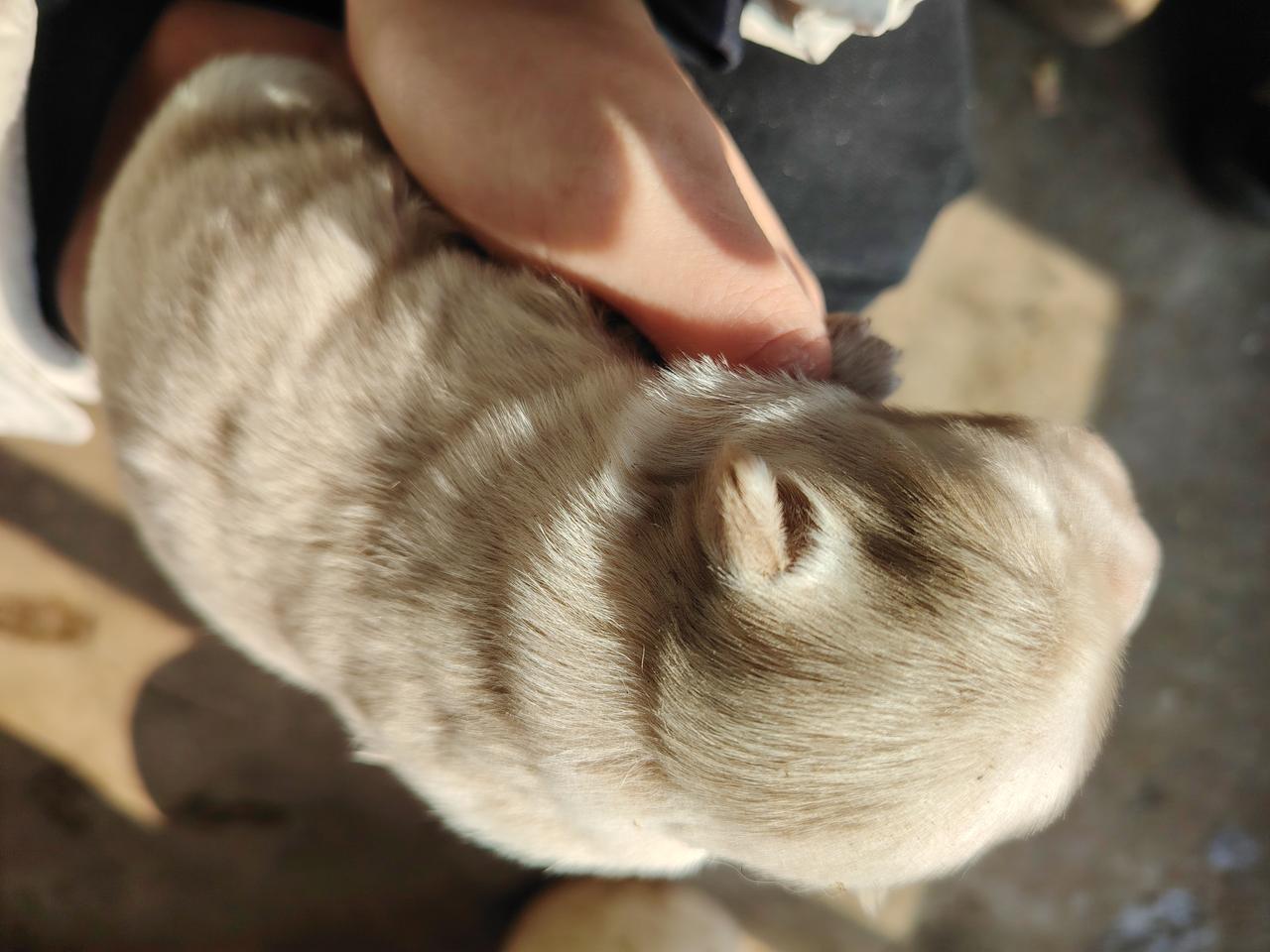 冬日生活打卡季家里的大狗下了两个小奶狗，你看闺女喜欢的不行不行的，真可爱，你看那